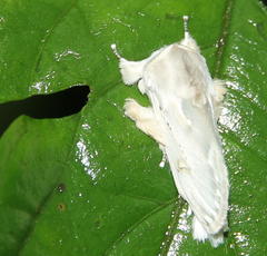 Naroma varipes
