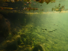 Ptychocheilus grandis