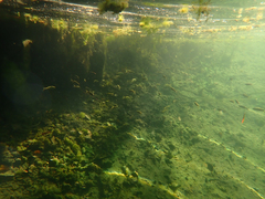 Ptychocheilus grandis