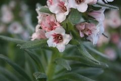 Lobostemon curvifolius