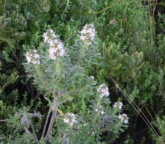 Lobostemon curvifolius