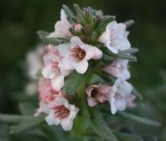 Lobostemon curvifolius