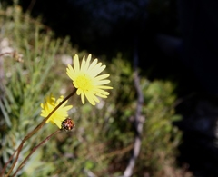 Ursinia tenuifolia