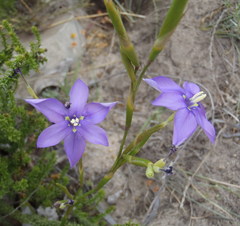 Moraea polyanthos