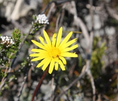 Ursinia tenuifolia