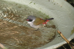 Coccopygia melanotis