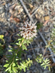 Grevillea phylicoides