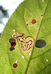 Stigmella slingerlandella