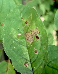Stigmella slingerlandella
