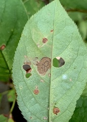 Stigmella slingerlandella