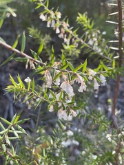 Styphelia setigera