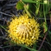 Leucospermum hypophyllocarpodendron hypophyllocarpodendron - Photo (c) suewhitelaw,  זכויות יוצרים חלקיות (CC BY-NC)