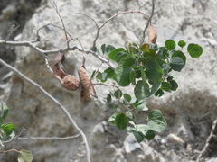 Senegalia reniformis