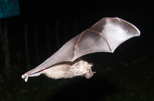 Jamaican Fruit-eating Bat
