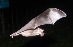 Jamaican Fruit-Eating Bat photo 5