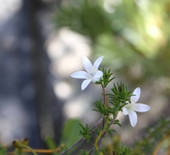 Wahlenbergia calcarea