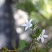 Wahlenbergia calcarea - Photo (c) suewhitelaw, μερικά δικαιώματα διατηρούνται (CC BY-NC)