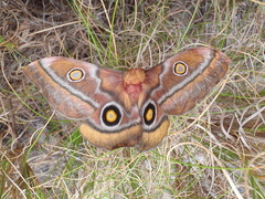 Nudaurelia cytherea