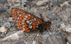 Boloria astarte