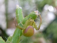 Misumenops rubrodecoratus