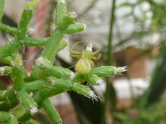 Misumenops rubrodecoratus