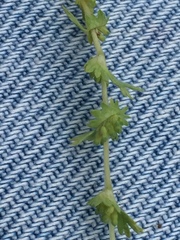 Alchemilla occidentalis