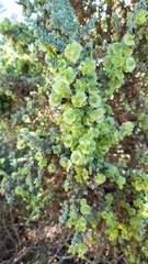 Maireana pyramidata