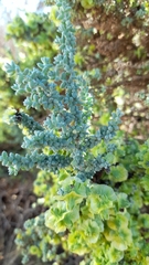 Maireana pyramidata