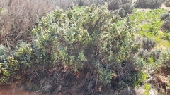 Maireana pyramidata
