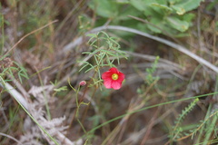 Oxalis pendulifolia