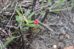 Oxalis pendulifolia