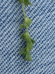 Alchemilla occidentalis