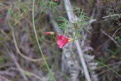 Oxalis pendulifolia