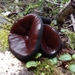 Plectania chilensis - Photo (c) Fungifest, some rights reserved (CC BY-NC), uploaded by Fungifest