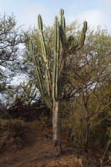 Cereus forbesii