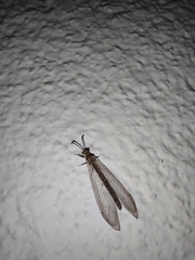 Neuroleon arenarius