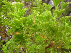 Pelargonium citronellum
