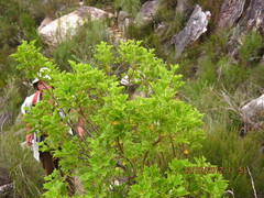 Pelargonium citronellum