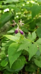 Hydrophyllum virginianum atranthum