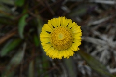 Helenium pinnatifidum