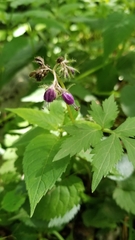 Hydrophyllum virginianum atranthum