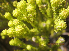 Phylica nigromontana