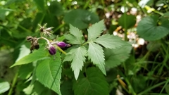 Hydrophyllum virginianum atranthum