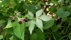 Hydrophyllum virginianum atranthum