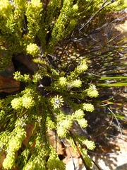 Phylica nigromontana