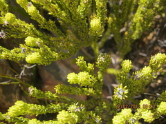 Phylica nigromontana