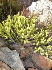 Phylica nigromontana