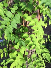 Campsis radicans