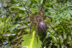 Gradungula sorenseni