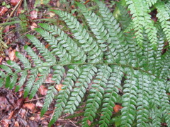 Polystichum pungens